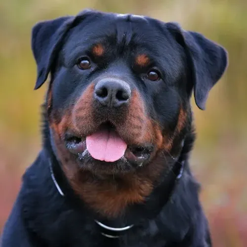Filhote Rottweiler Pronta Entrega