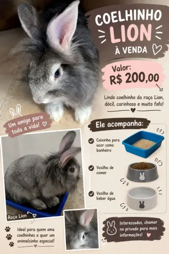 Coelho Lion a venda