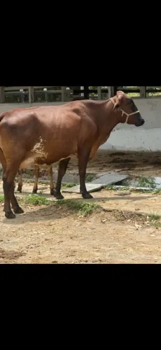 Vacas leiteiras todas com barriga