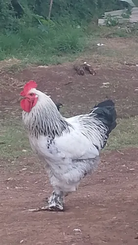Galo Brahma 