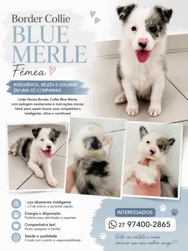 Border Collie Blue Merle Fêmea 