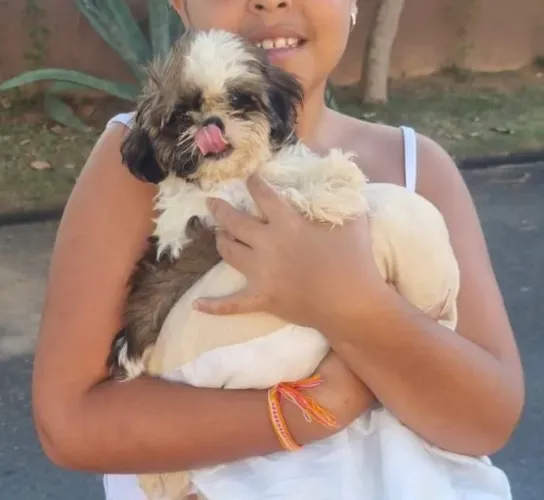 Raça Shih Tzu Fêmea 2 meses Femea