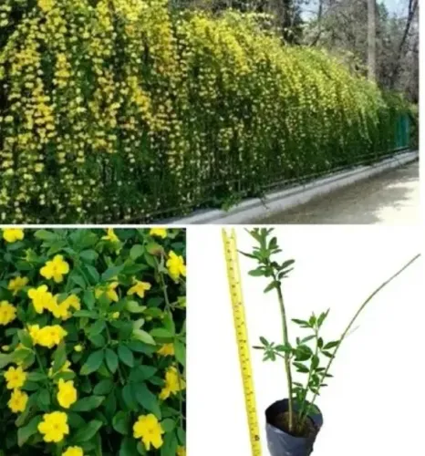 Mudas de Jasmim Amarelo 
