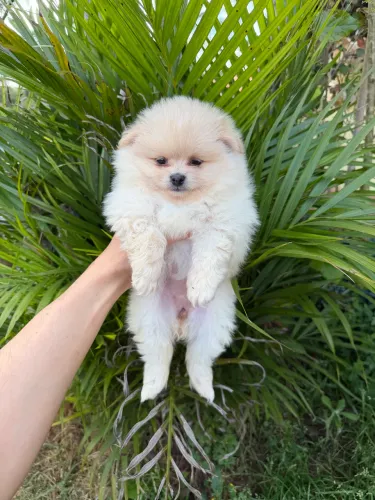 Spitz alemão ( Lulu da pomerania Anão )