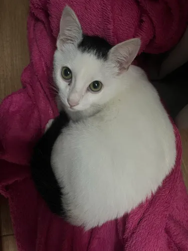Pet