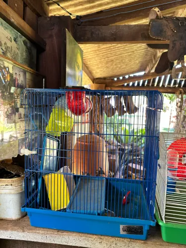 Gaiolas Coloridas 