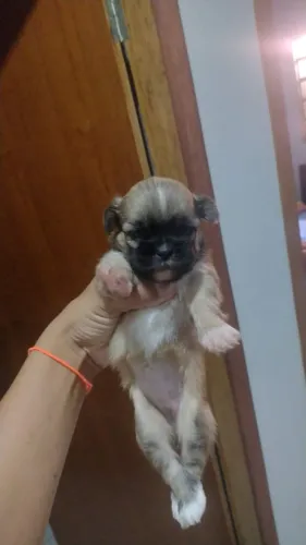 Filhotes de shihtzu