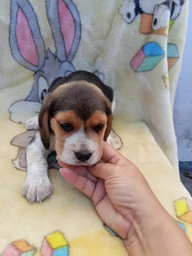Beagle fofo 