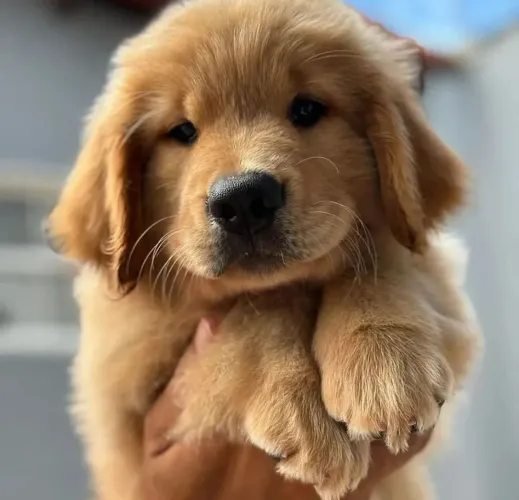 Filhote Golden Retriever, Seu novo melhor amigo está pronto para te encher de felicidade!