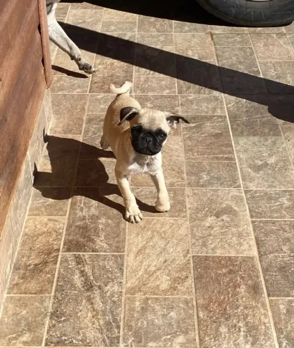 Pug Esse filhote vai marcar sua vida para sempre