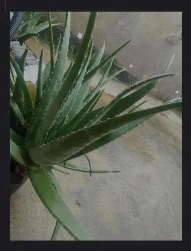 Planta babosa