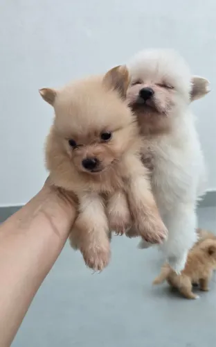 Spitz Alemão com pedigree - Teddy Bear