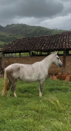 Cavalo mangalarga marchador registrado no definitivo.