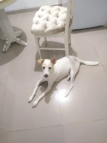 Cachorro DÓCIL para adoção 