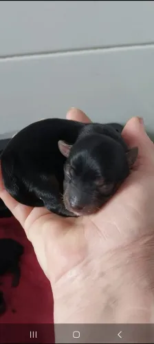 Animal de estimação