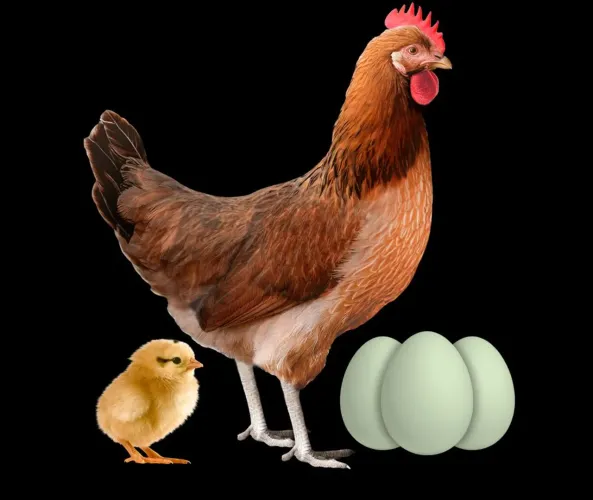 5 galinhas poedeira e um galo