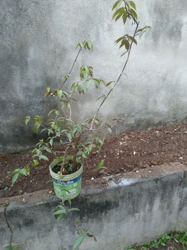 Muda de Ora pro Nobis em vaso