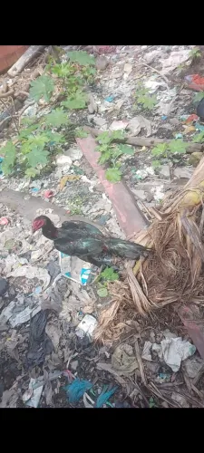 Frango lindo de raça 