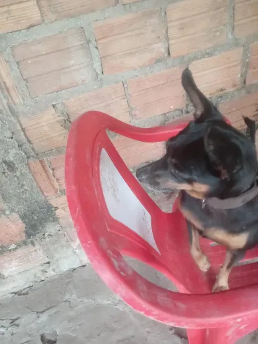 Cachorro Pincher 