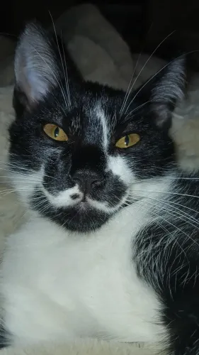 Gato para doação - macho