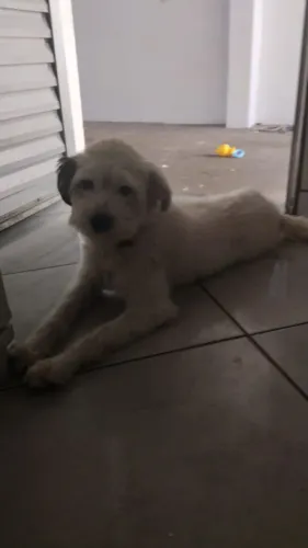 Doando Shih-tzu ou Maltês