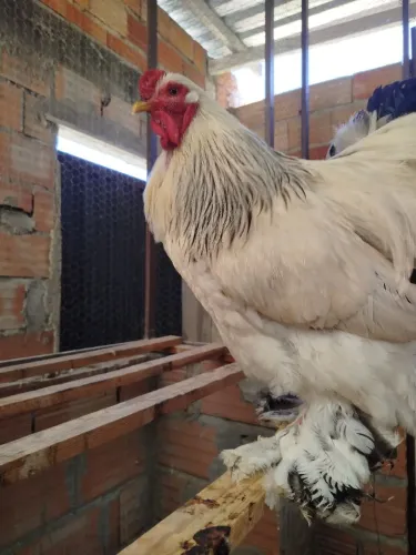 Pintinhos da Raça Brahmas