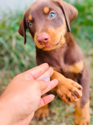 Filhote de Doberman
