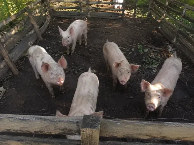 doando porcos da fazenda do meu vo