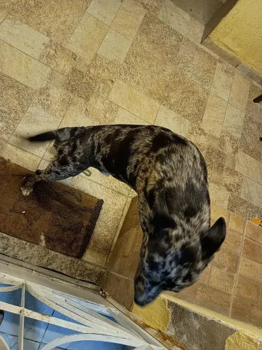 Cachorro