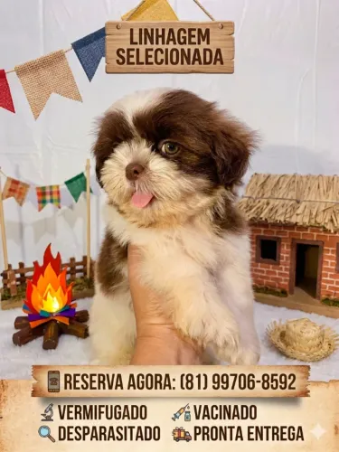 SHIH TZU CHOCOLATE FILHOTE
