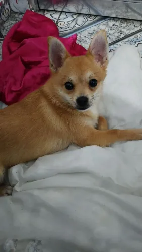 Lulu da Pomerânia raposa
