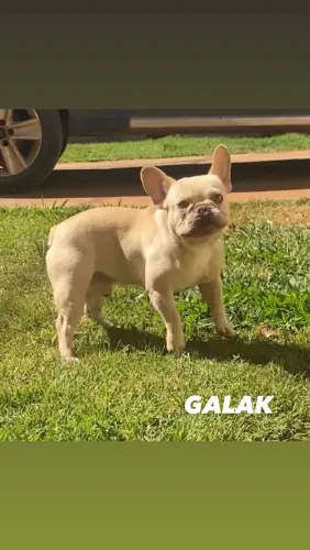 Bulldog francês para cobertura