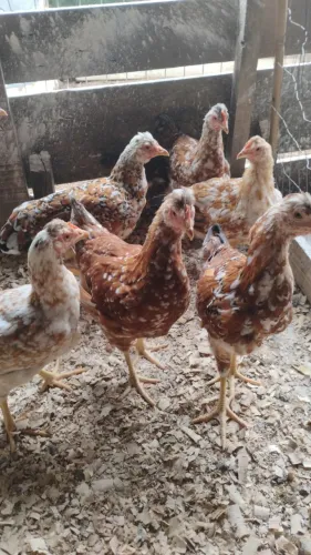 Frangos e frangas GSB 