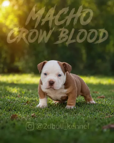  Filhote American Bully Nano à Venda 