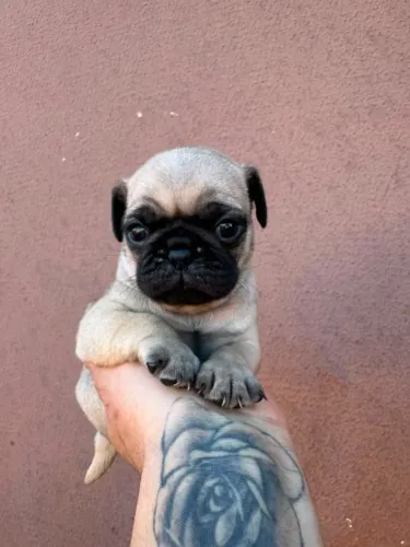 Lindos bebês da raça pug já vacinados e desverminados.