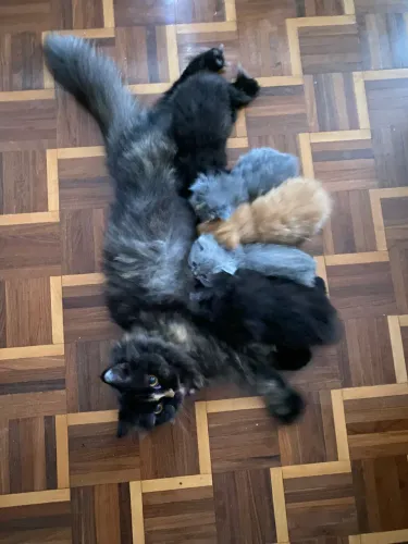 Lindos filhotes de Gato Persa! 