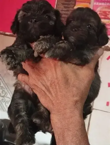 lindos e peludinhos 