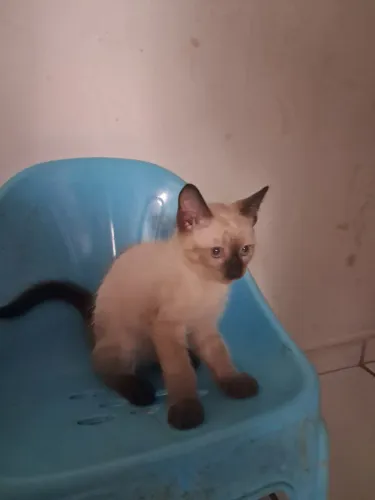 Gatinhos para doação 