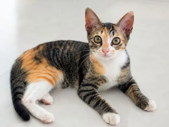 Gatinha para adoção, vacinada e vermifugada