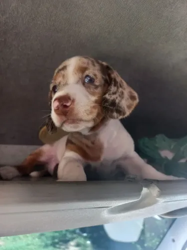 Basset