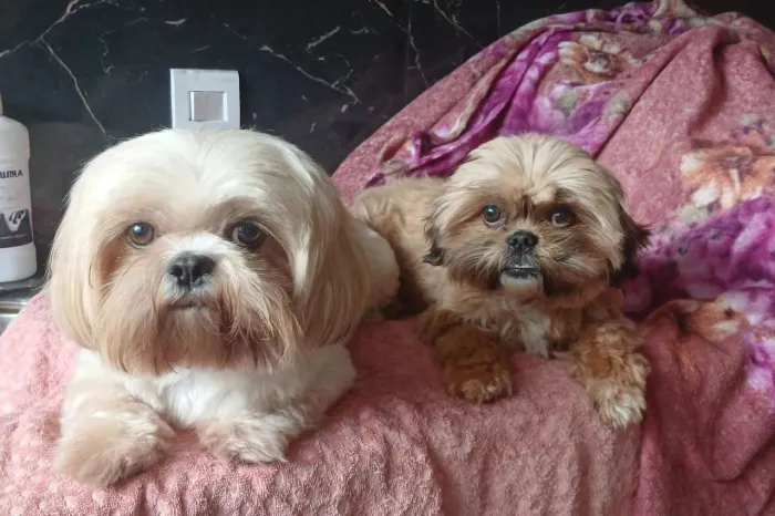 Casal de Shitzu