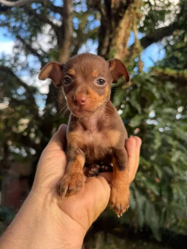 Pinscher miniatura c pedigree ((venda))