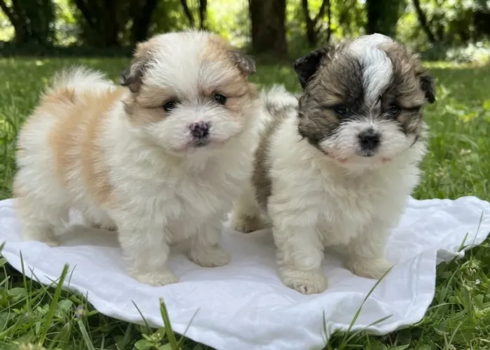 Lulu da Pomerania anao Promocao Pronta Entrega