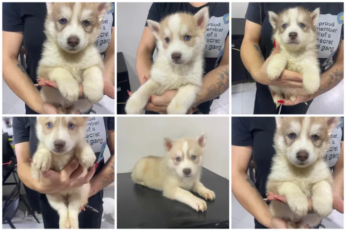 Husky Siberiano LINDOS