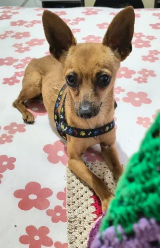 Vendo doguinho tem 1ano já e vacinado