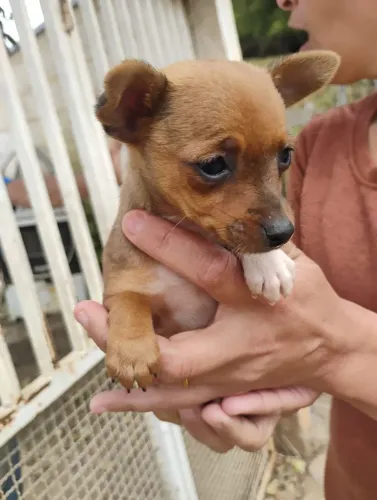 Pincher macho disponível