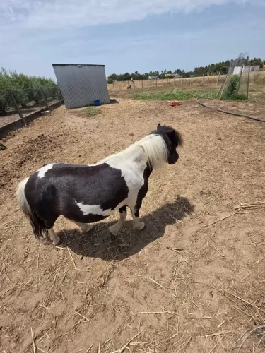 Mini pônei