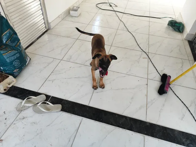 Vende se um cachorro raça pastor alemão mistura