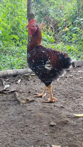 Frango GSB ( Galinha Sertaneja Balão )