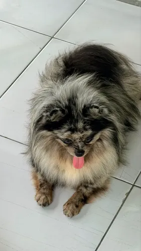 Spitz alemão macho Merle 